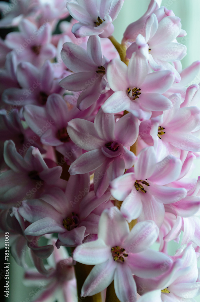 artistic flowers closeup artistic flowers closeup