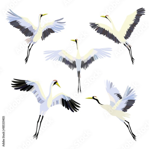 Vector watercolor set of illustrations bird crane. White stork . isolated object