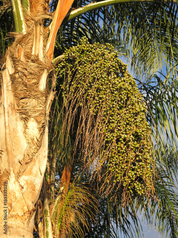 Naklejka premium Ripening fruit on date palm