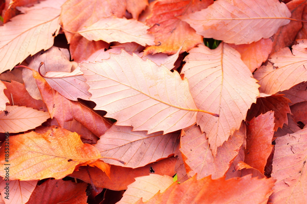 Obraz premium 落ち葉