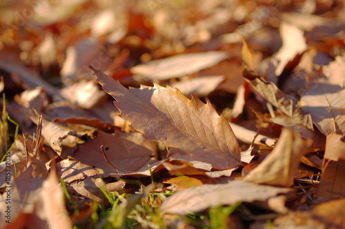 雑木林の落ち葉