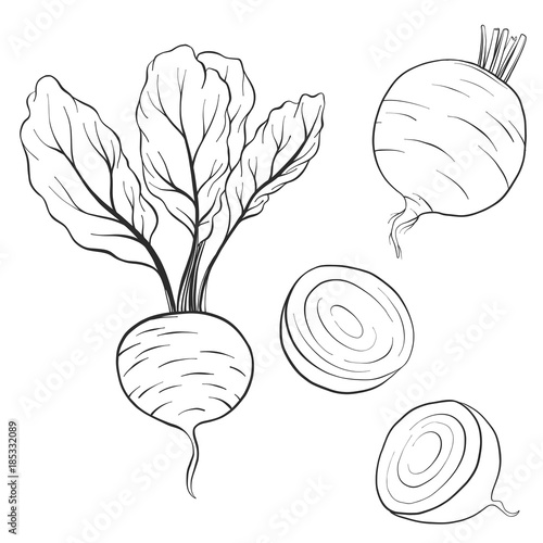 vector drawing beets