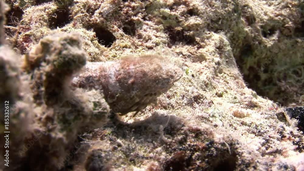 Cancer hermit underwater of Shaab Sharm. Pagurian soldier-crab in marine nature on background of beautiful lagoon in Red sea in Egypt. Cancer hermit underwater of Shaab Sharm. Pagurian soldier-crab in marine nature on background of beautiful lagoon in Red sea in Egypt.