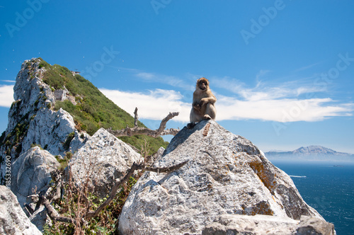 A marmoset is posing for the photographer in Gibraltar. Gibraltar is the only place in Europe where marmoset live in freedom.