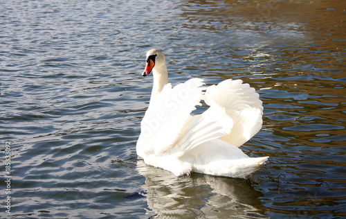 The white swan spreads wings photo