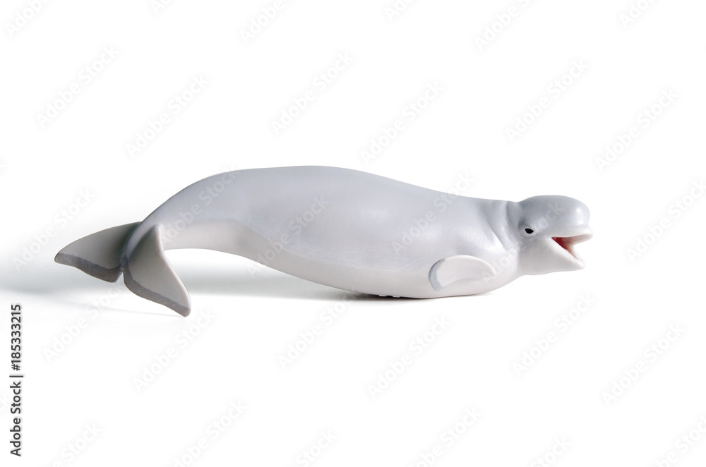 Obraz premium white beluga whale