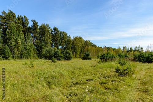 empty colorful meadows in countryside with flowers in foreground