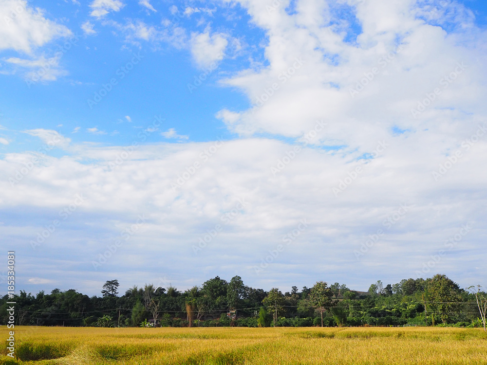 Harvest rice field season with blue sky background