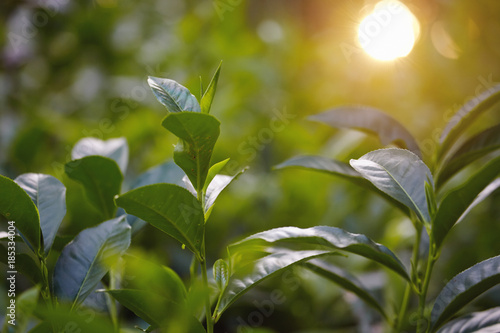 Close up tea plantation leaf and fuzy sunlight at the background photo