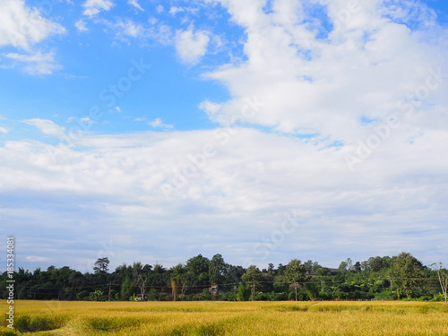 Harvest rice field season with blue sky background