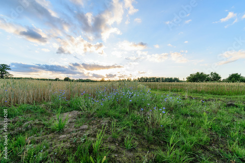 empty colorful meadows in countryside with flowers in foreground