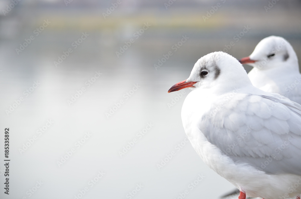 Fototapeta premium カモメ