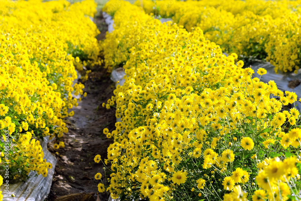 Obraz premium Yellow Chrysanthemum farm at Mae Hong Son Province,Thailand.