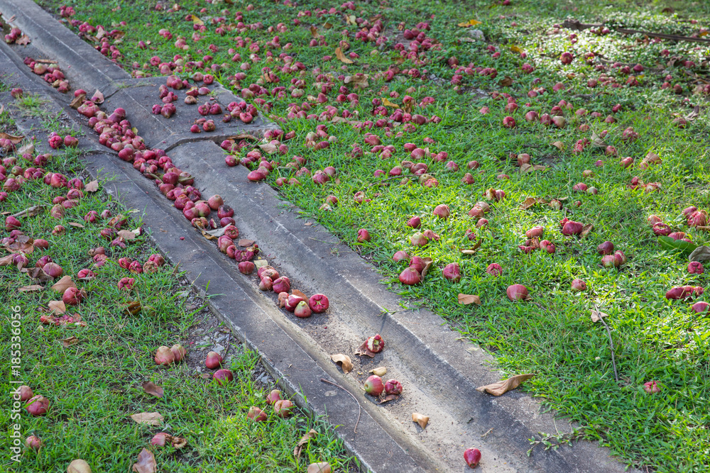 Rose apple fruit fall on the ground