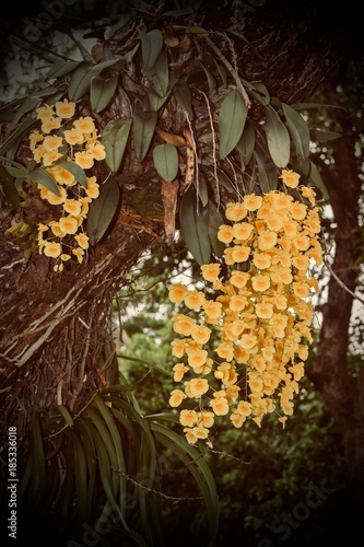 Yellow orchid in beautiful garden.