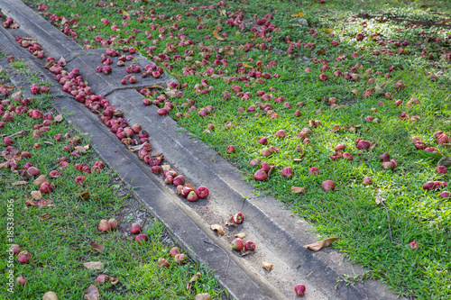 Obraz na płótnie Rose apple fruit fall on the ground w salonie