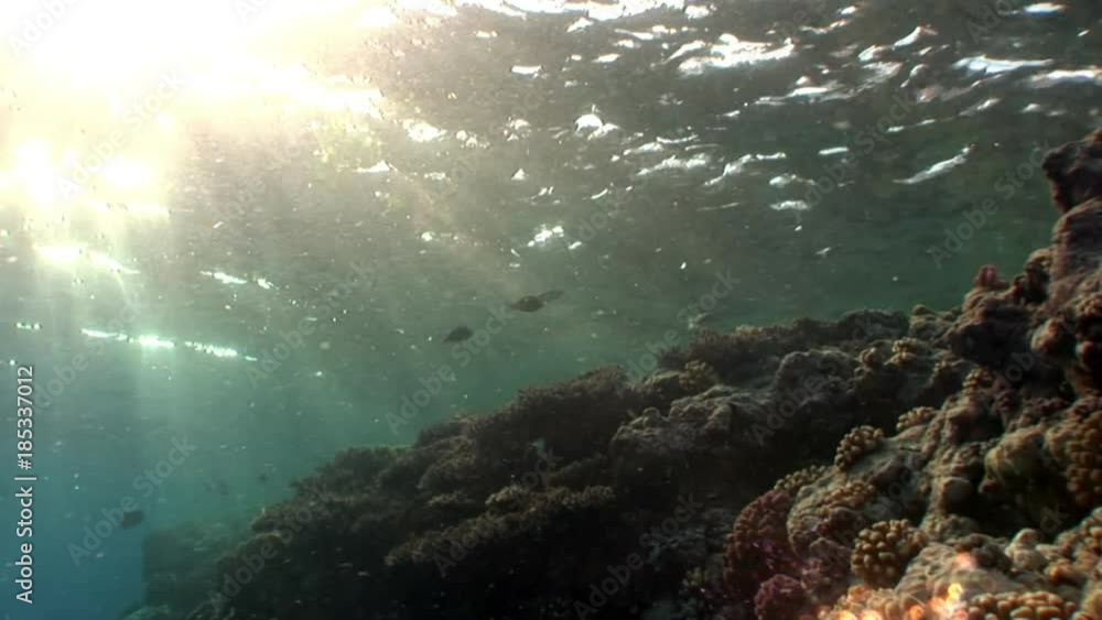 Sun underwater reflection in Red sea. Relax video about marine life. Sun underwater reflection in Red sea. Relax video about marine life.