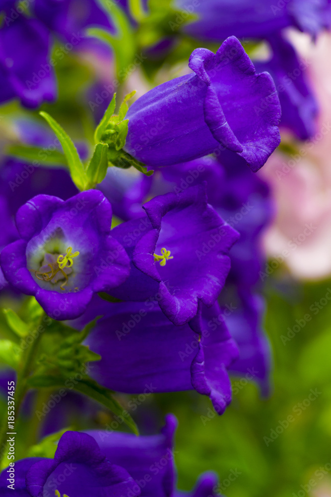 Canterbury bellflower . blue bell flower. campanula