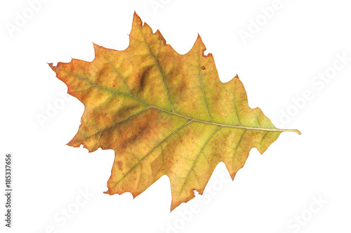 Yellow autumn leaf isolated on white from park tree