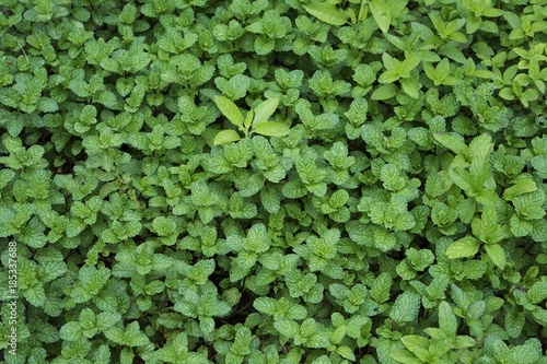 Wallpaper Mural Peppermint plant Torontodigital.ca