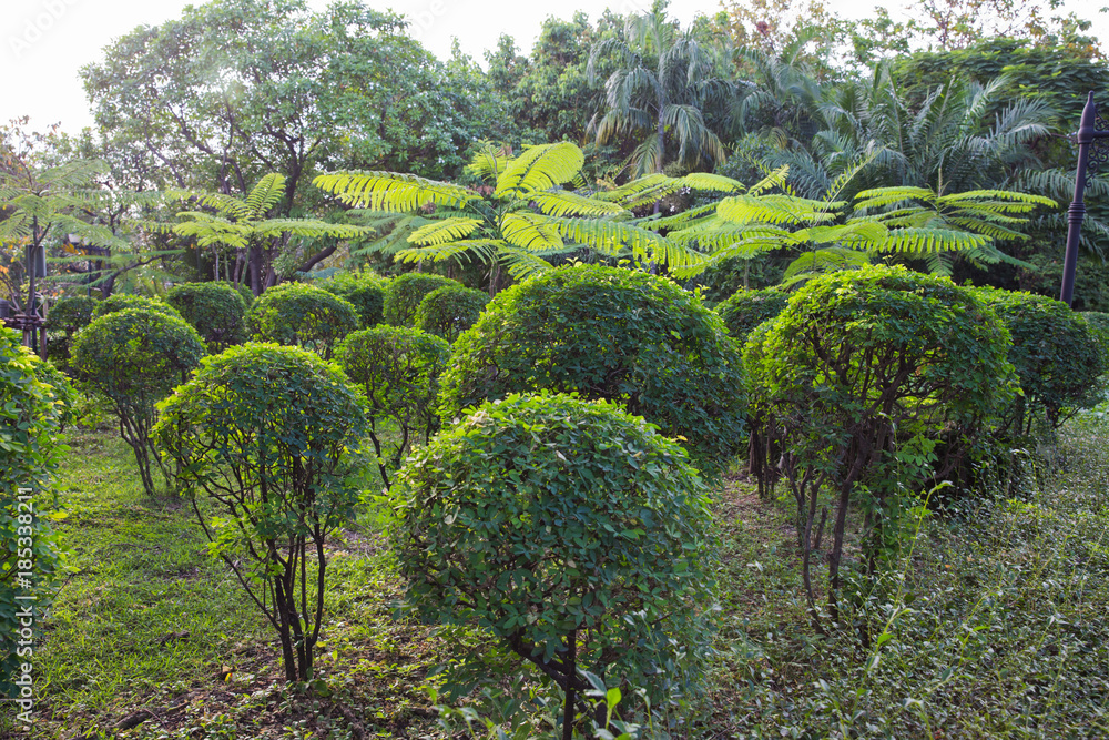 Beautiful shrubs garden from pruning.