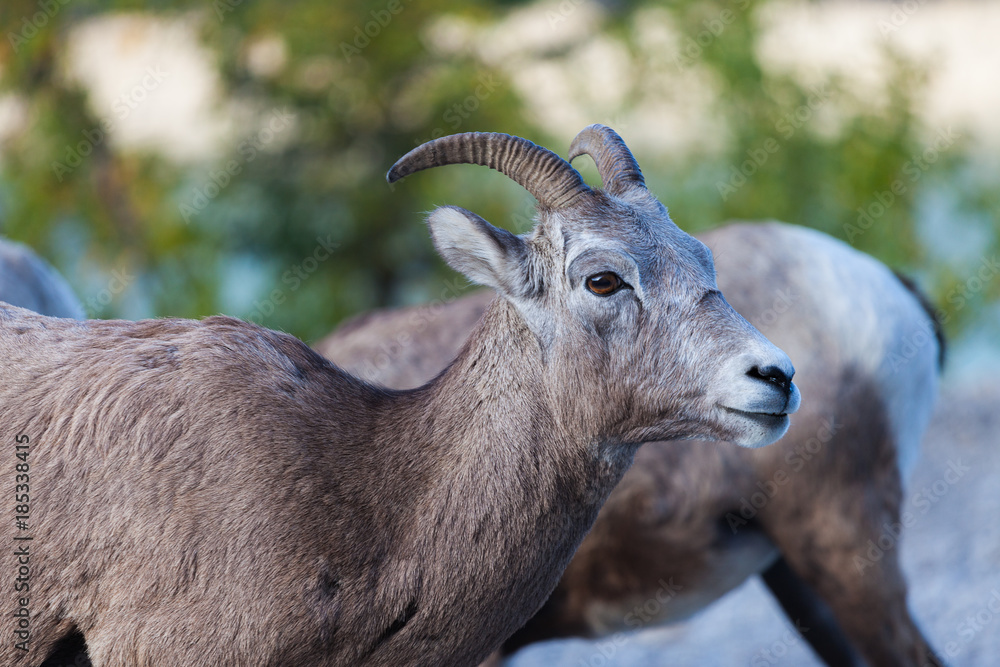 Goats in Banff, Alberta