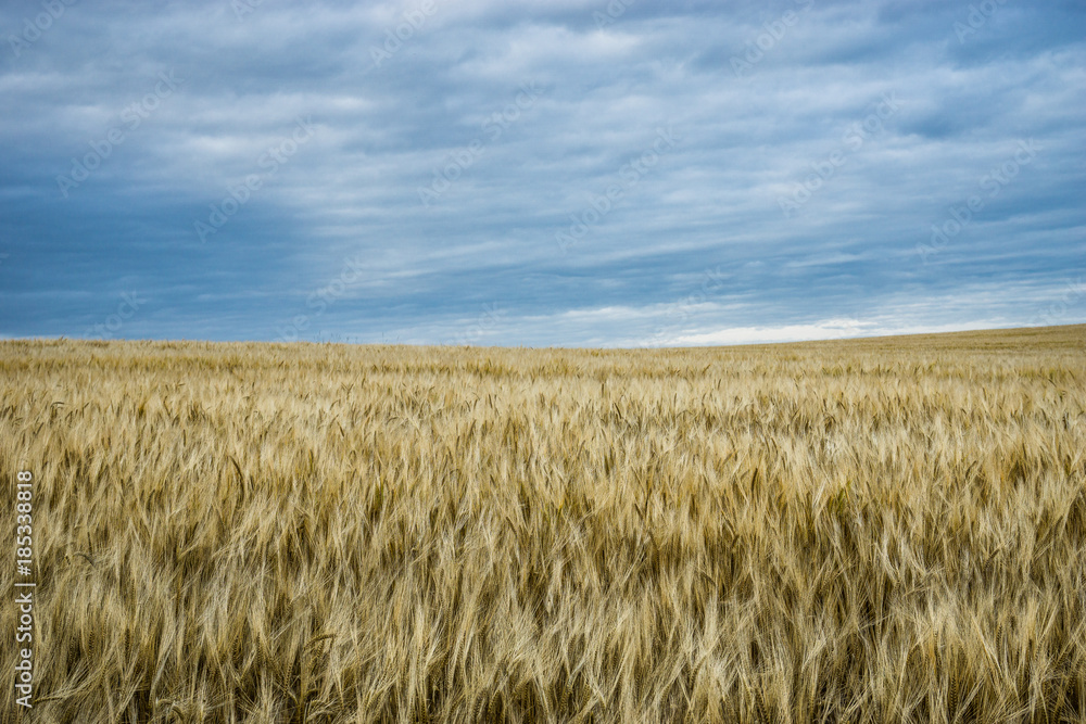 Campo di grano al vento