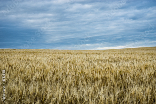 Campo di grano al vento