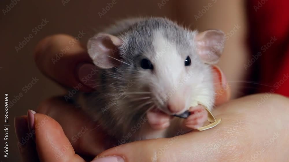 A domestic hand-held rat sits on his hands and eats a sunflower seed A domestic hand-held rat sits on his hands and eats a sunflower seed