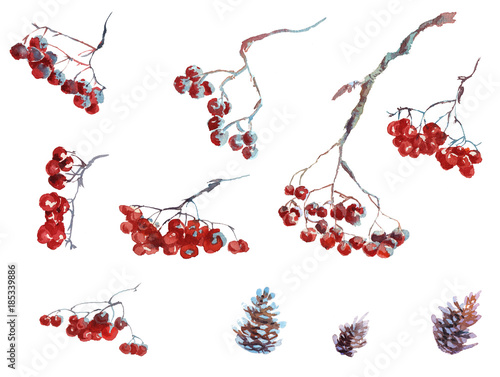 Collection of watercolor hand drawing winter rowanberry leaves photo