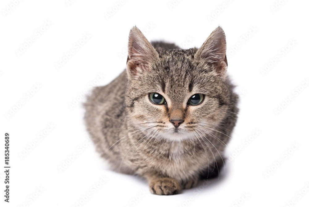 Adorable cat isolated on a wooden background