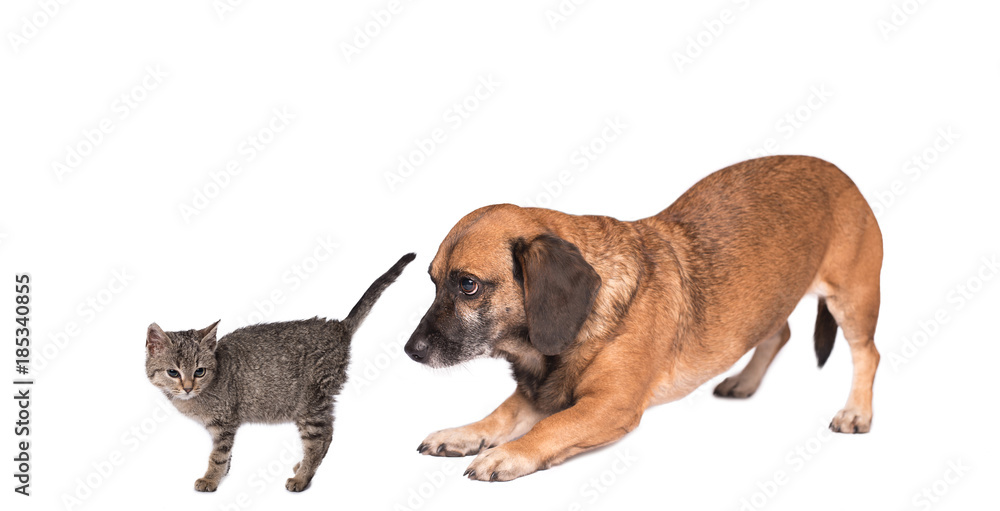 Cat and dog meet each other Cat and dog meet each other