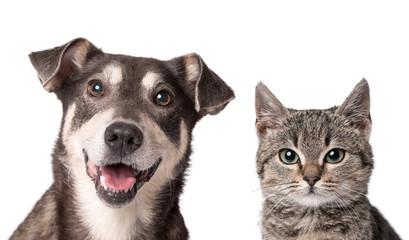Cat and dog together isolated on white