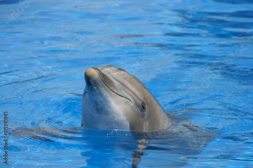 Tête de dauphin hors de l'eau