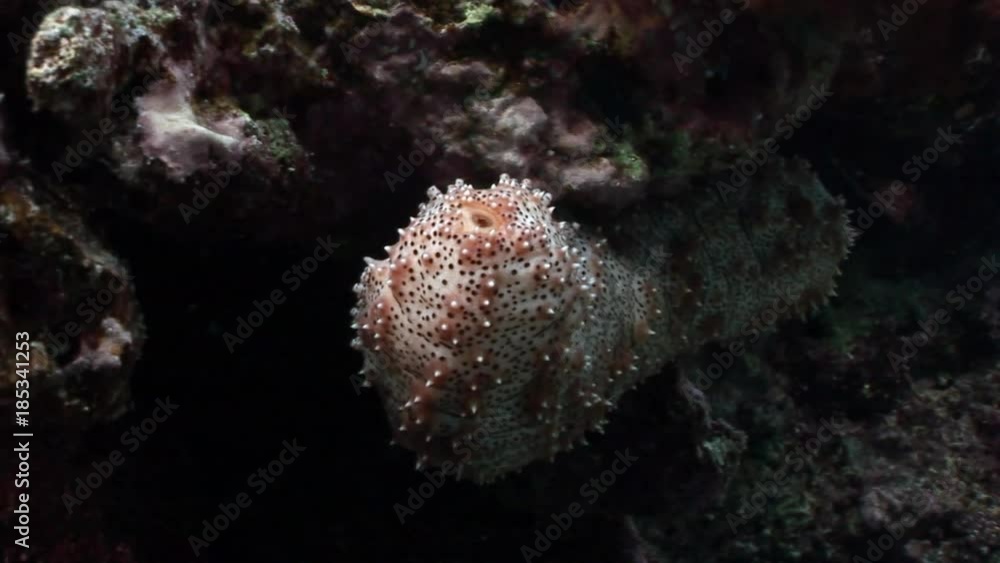 Underwater relax video about marine nature in pure transparent of Red sea. Bright background of beautiful lagoon. Underwater relax video about marine nature in pure transparent of Red sea. Bright background of beautiful lagoon.