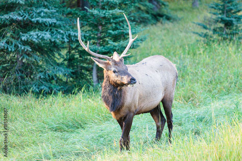 Wallpaper Mural Wild Elk in Banff Canada Torontodigital.ca