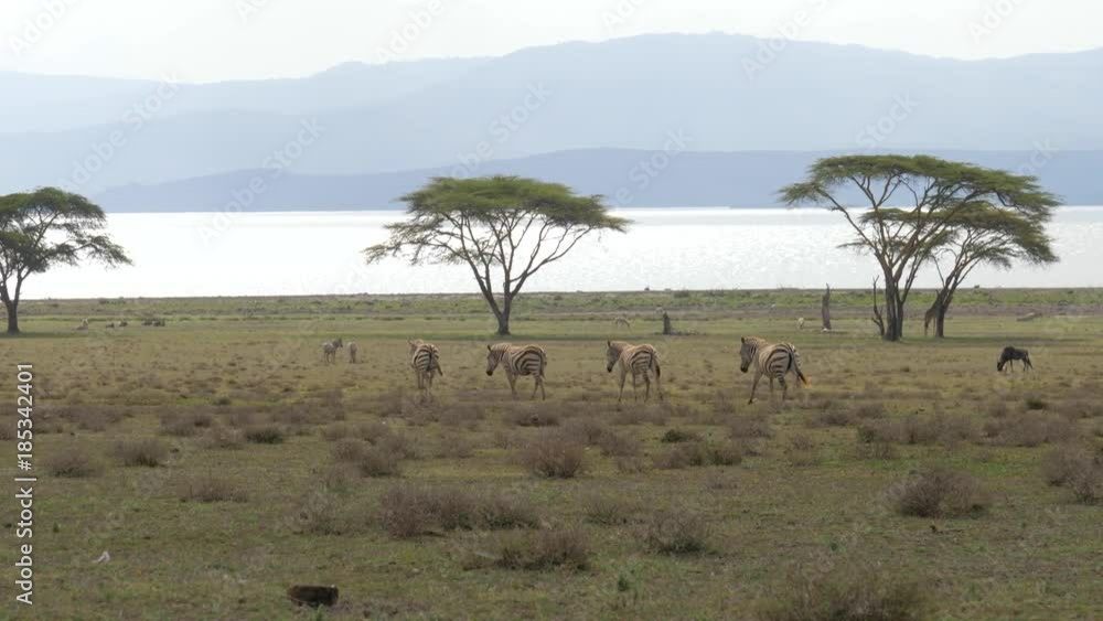 Herd Zebras Move On The Field With Green Grass At Acacia Herd Zebras Move On The Field With Green Grass At Acacia