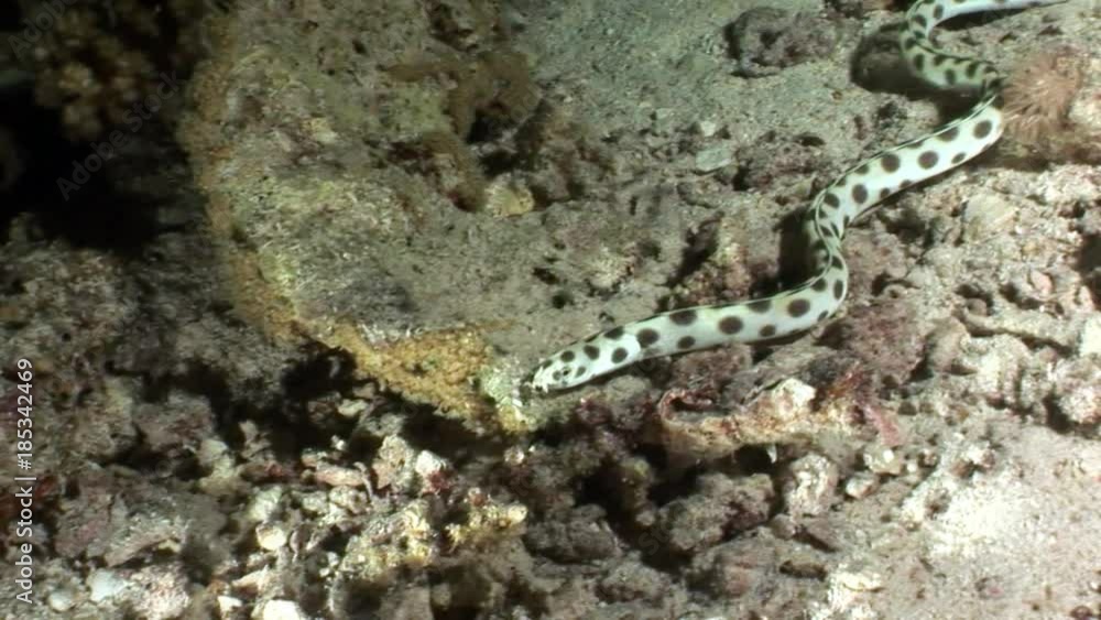 Underwater relax video about marine nature in pure transparent of Red sea. Bright background of beautiful lagoon. Underwater relax video about marine nature in pure transparent of Red sea. Bright background of beautiful lagoon.