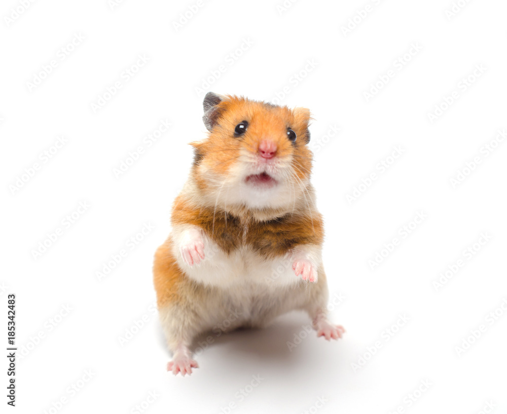 Cute Syrian hamster standing on its hind legs in a funny pose (isolated on white), selective focus on the hamster eyes