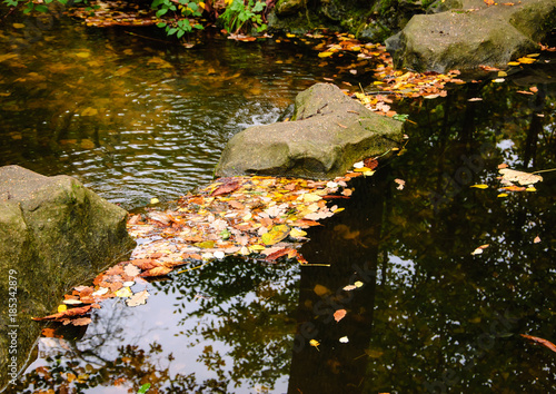 Fototapeta Naklejka Na Ścianę i Meble -  Colorful leaves in creek. Autumn in forest.