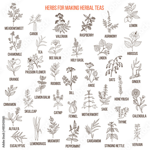 Best herbs for teas © foxyliam