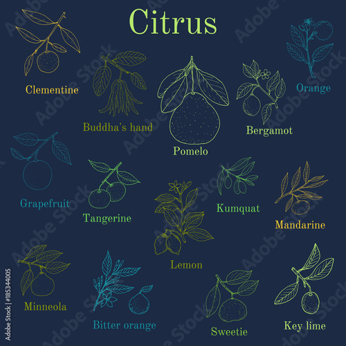 Set of different citrus branches with fruits and leaves