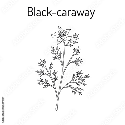 Black caraway Nigella sativa , medicinal plant