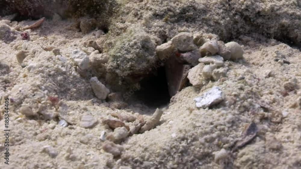 Underwater relax video about marine nature in pure transparent of Red sea. Bright background of beautiful lagoon. Underwater relax video about marine nature in pure transparent of Red sea. Bright background of beautiful lagoon.