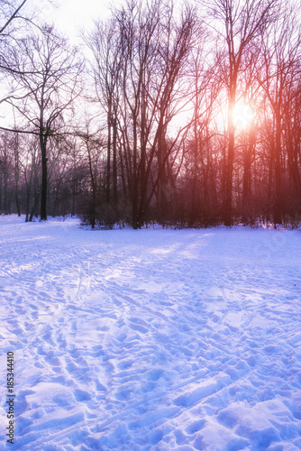 German Forest near Munich (Bayern, Deutschland) covered with snow and Sun at Dawn