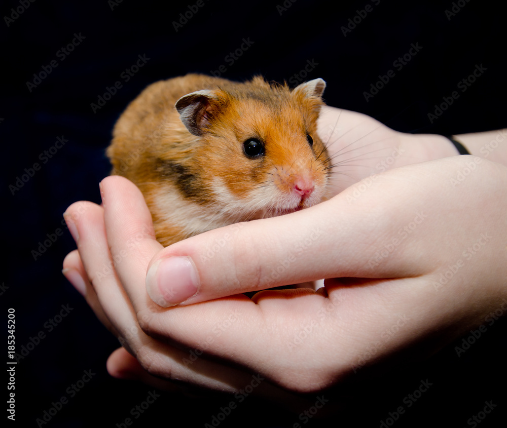 Funny cute Syrian hamster in child hands (isolated on black) Stock Photo |  Adobe Stock