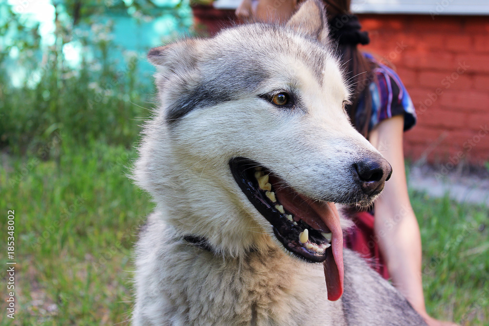Husk dog. Dog is close-up. Husk dog. Dog is close-up.