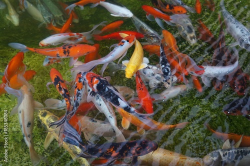 Koi fishes crowding in the pond
