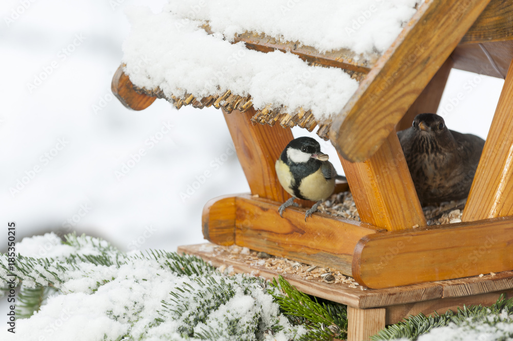Obraz premium Zimowe karmienie w budce dla ptaków, bogatka, kos.