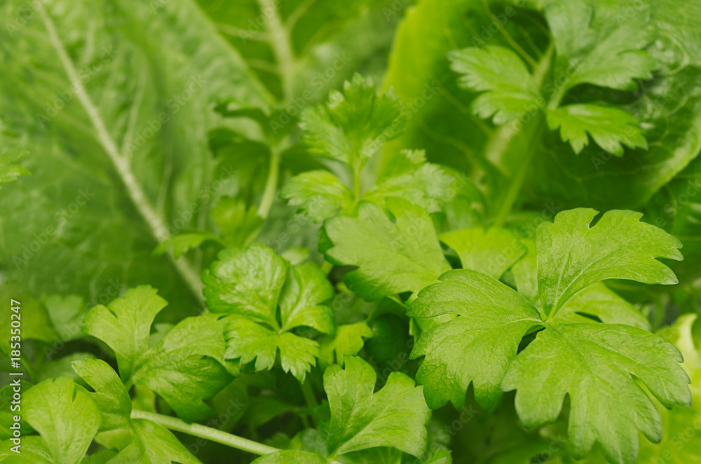 Salad, spinach, parsley leaves, closeup, blur, texture. Salad, spinach, parsley leaves, closeup, blur, texture.